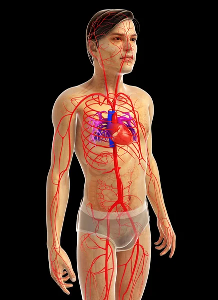 Anatomia do coração humano — Fotografia de Stock