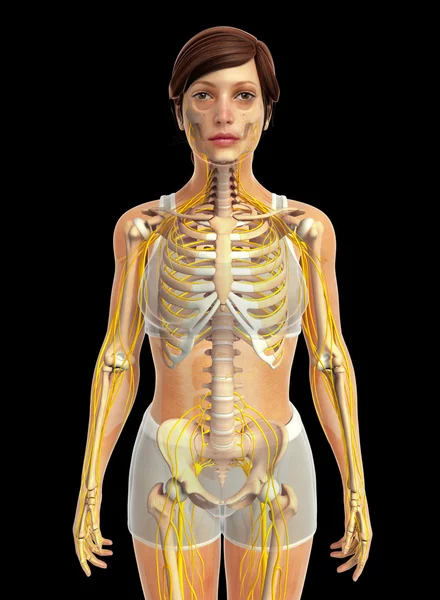 İnsan sinir sistemi sanat