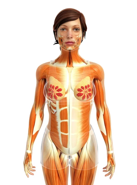 kadın kas anatomisi