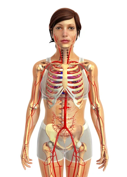 insan kalp anatomisi