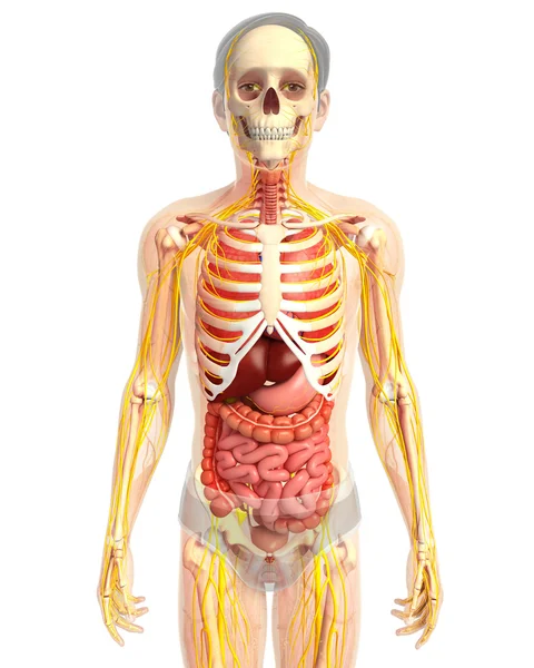 Menschliches Verdauungssystem — Stockfoto