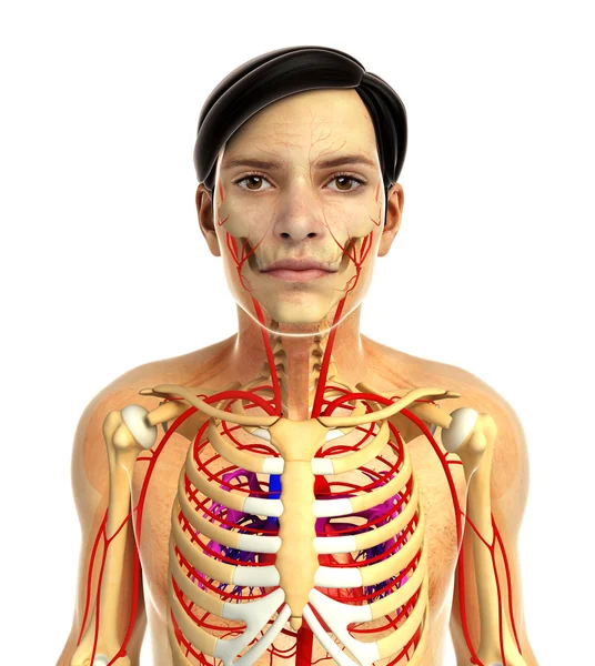 Anatomia do coração humano — Fotografia de Stock