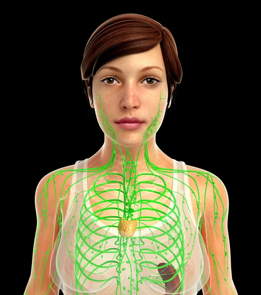 Sistema linfático humano — Fotografia de Stock