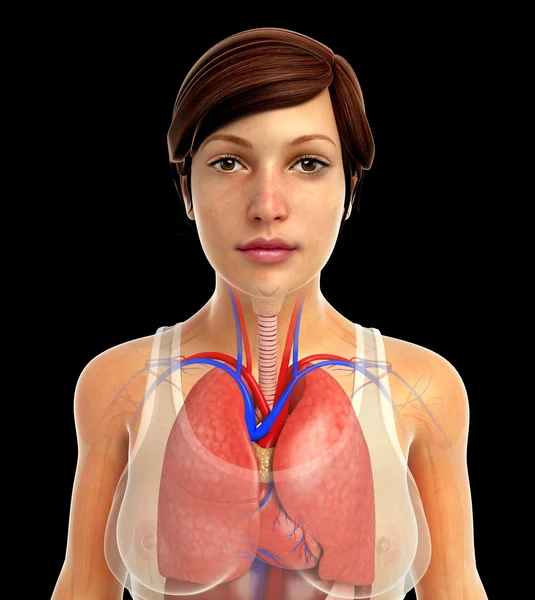 人間の呼吸システム — ストック写真