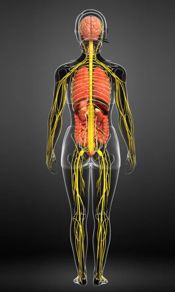 Произведения искусства женского тела нервной и пищеварительной системы — стоковое фото