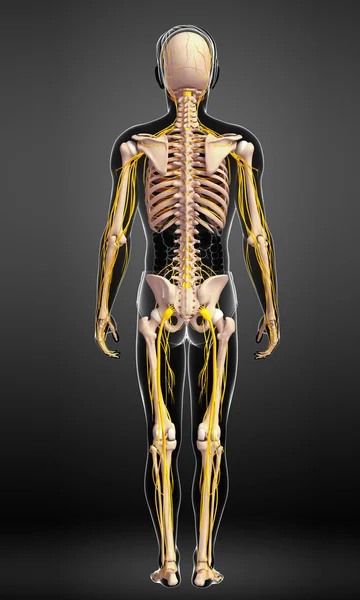 Αρσενικό σκελετός και νευρικό σύστημα έργο τέχνης — Φωτογραφία Αρχείου