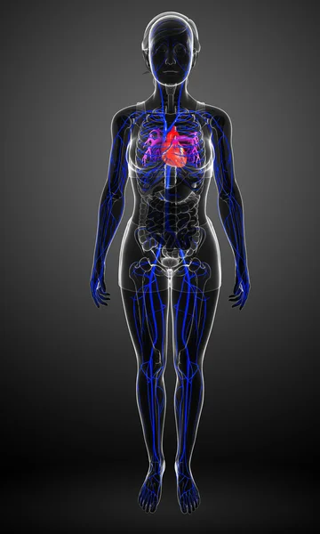Anatomia męski brzuch — Zdjęcie stockowe