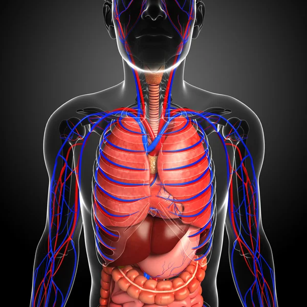 erkek solunum sistemi