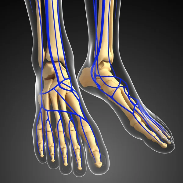 insan bacak dolaşım sistemi