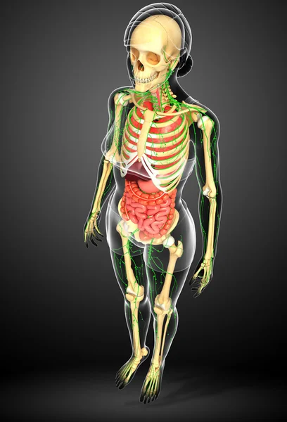 Lymph-, Skelett- und Verdauungssystem weiblicher Körperkunstwerke — Stockfoto