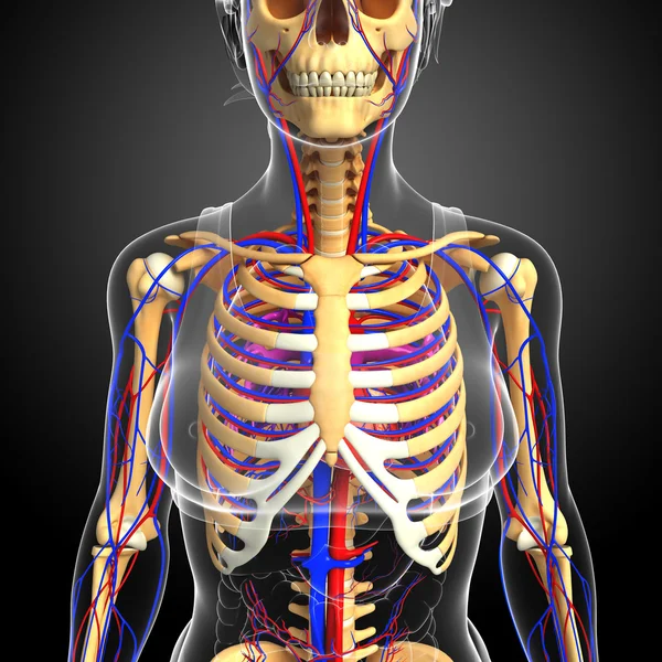 kadın iskelet dolaşım sistemi