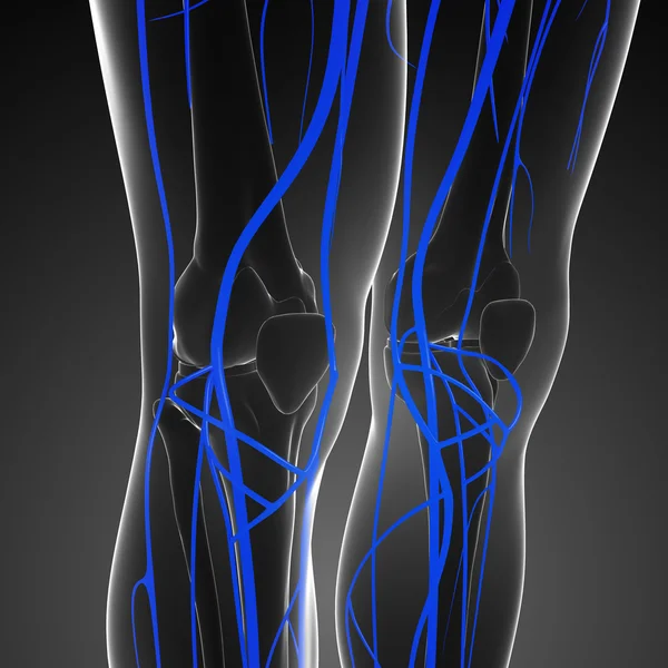 Menselijke knie Circulatory System — Stockfoto