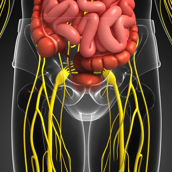 Ceinture pelvienne humaine illustration du système nerveux et digestif — Photo