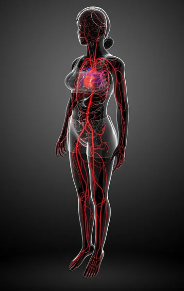 Female arterial system — Stock Photo, Image