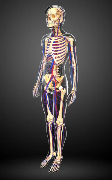 남성 골격 순환 시스템 — 스톡 사진