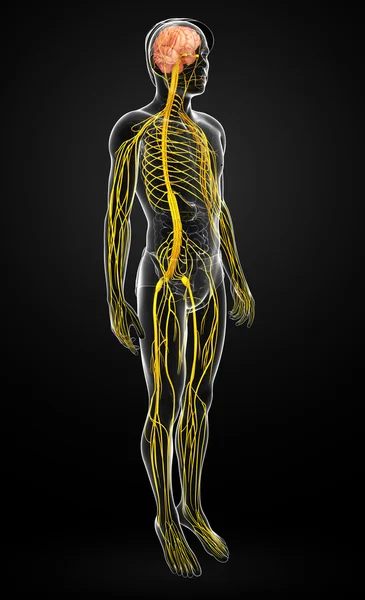 Male nervous system artwork — Stock Photo, Image