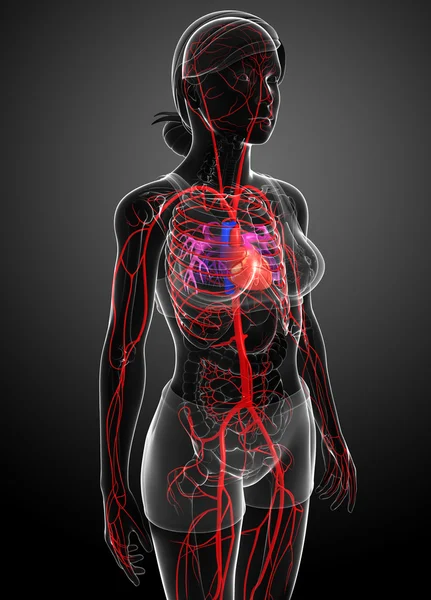 Female arterial system — Stock Photo, Image