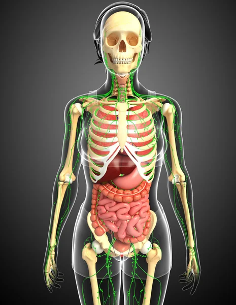 Sistema linfático, esquelético y digestivo de las ilustraciones corporales femeninas — Foto de Stock