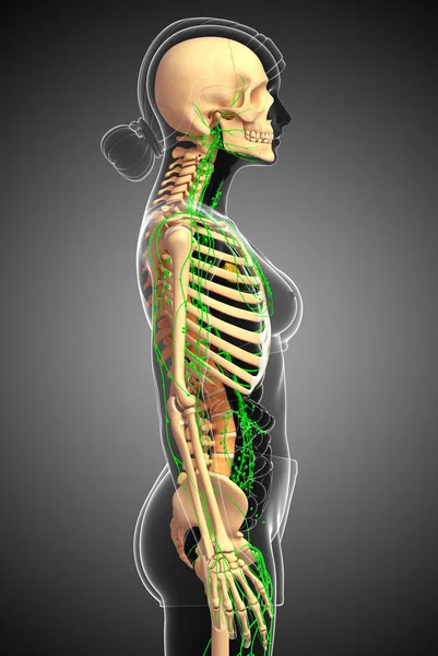 Lenfatik sistem kadın iskelet sanat