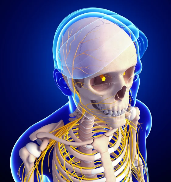 Nervensystem des männlichen Skeletts — Stockfoto