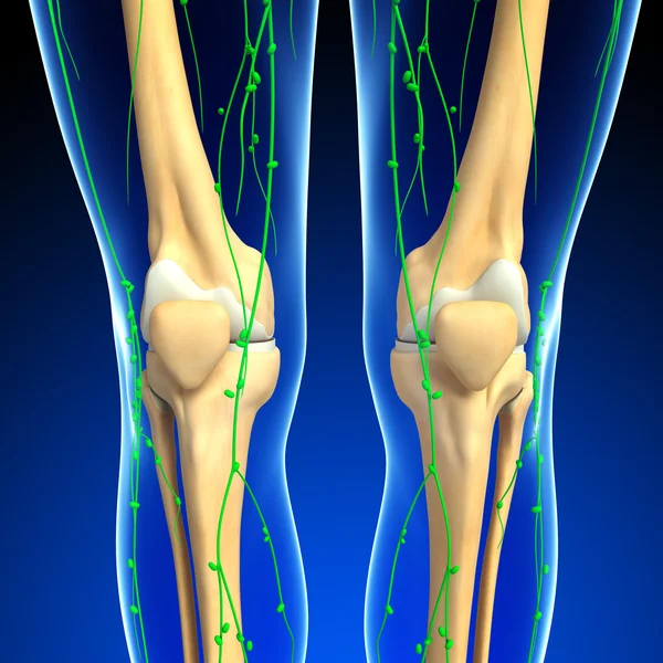 Lymfatiska systemet av knä skelett konstverk — Stockfoto