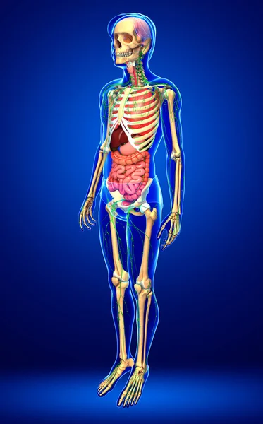 Lymph-, Skelett- und Verdauungssystem männlicher Körperkunstwerke — Stockfoto