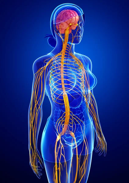 Ženský nervový systém kresby — Stock fotografie