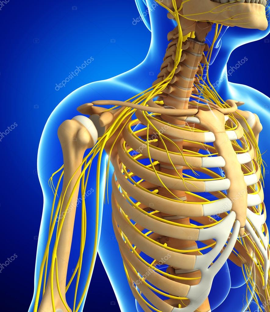 Male Rib Cage Anatomy