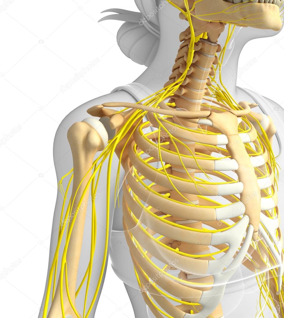 Female ribcage and nervous system artwork