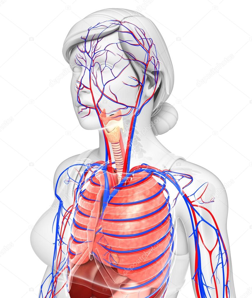 Female respiratory system artwork