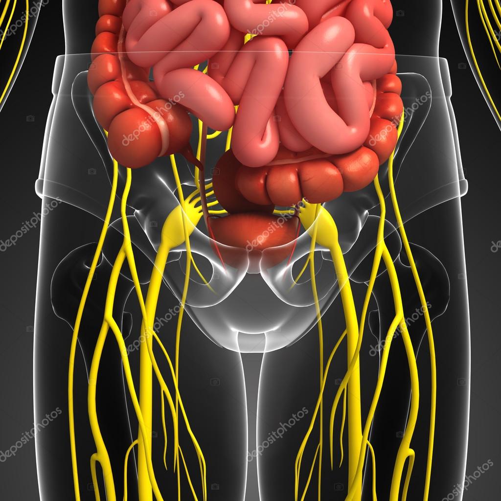 Anatomia da Cintura Pélvica em 3D 