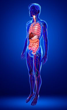 Sindirim ve dolaşım sistemi erkek vücudunun