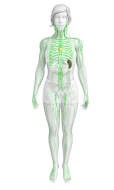 Kadın bedeninin lenfatik sistem