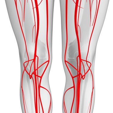 İnsan Arteryel sistemi 