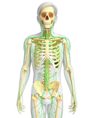 Lenfatik sistem erkek iskelet sanat