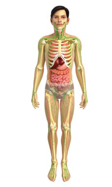 İnsan sindirim sistemi