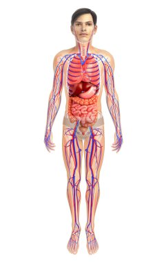 İnsan sindirim sistemi