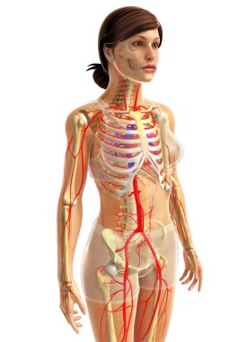 kadın kalp anatomisi