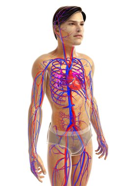 kadın kalp anatomisi