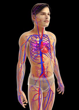 kadın kalp anatomisi