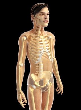 İnsan vücudu anatomisi