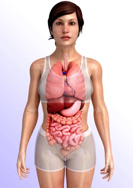 İnsan sindirim sistemi