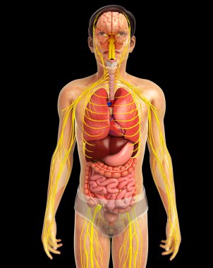 İnsan sindirim sistemi