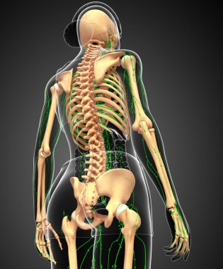 Lenfatik sistem kadın iskelet sanat