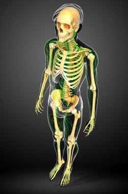 Lenfatik sistem erkek iskelet sanat