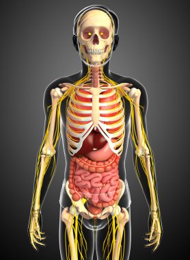 Erkek iskelet sinir ve sindirim sistemi resimler