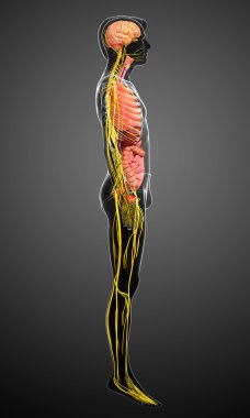 Sinir ve sindirim sistemi sanat erkek vücut