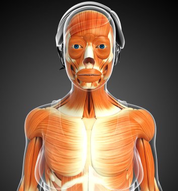 kadın kas anatomisi