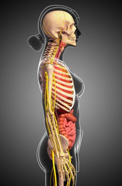 Kadın iskelet sinir ve sindirim sistemi resimler