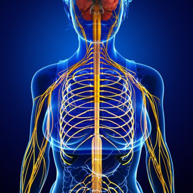 Kadın sinir sistemi sanat